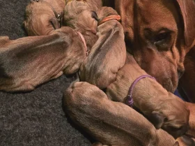 Rhodesian Ridgeback