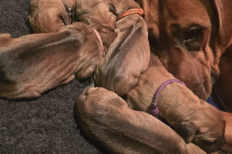 Rhodesian Ridgeback