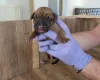 Rhodesian Ridgeback
