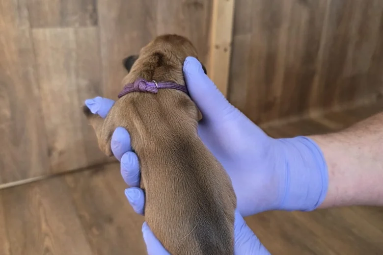 Rhodesian Ridgeback