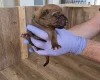 Rhodesian Ridgeback