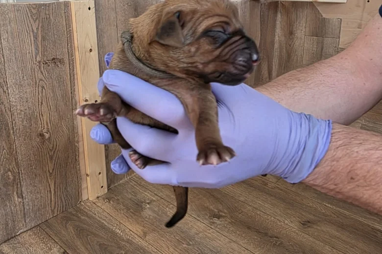 Rhodesian Ridgeback