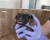 Rhodesian Ridgeback