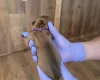 Rhodesian Ridgeback