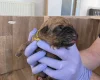 Rhodesian Ridgeback
