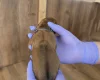 Rhodesian Ridgeback