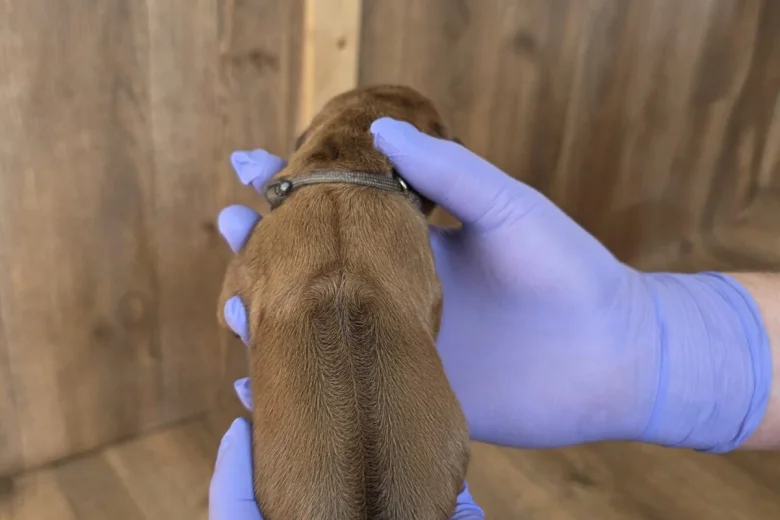 Rhodesian Ridgeback