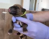 Rhodesian Ridgeback