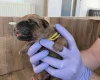 Rhodesian Ridgeback