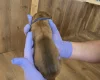 Rhodesian Ridgeback