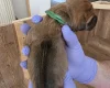 Rhodesian Ridgeback
