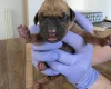 Rhodesian Ridgeback