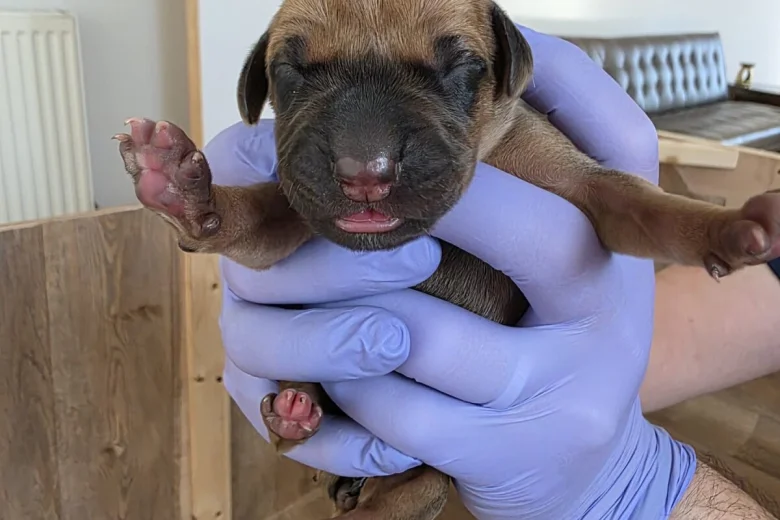 Rhodesian Ridgeback