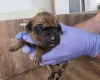 Rhodesian Ridgeback