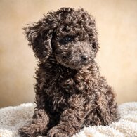 Miniature Poodle