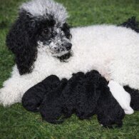 Miniature Poodle