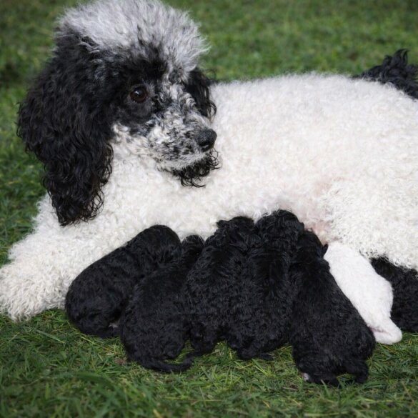 Miniature Poodle