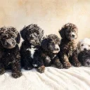 Miniature Poodle