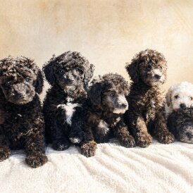 Miniature Poodle