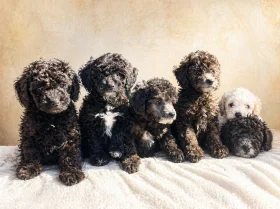 Miniature Poodle