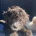 Miniature Poodle