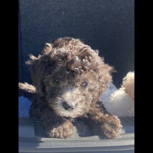 Miniature Poodle