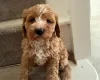 Cavapoo