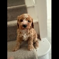 Cavapoo