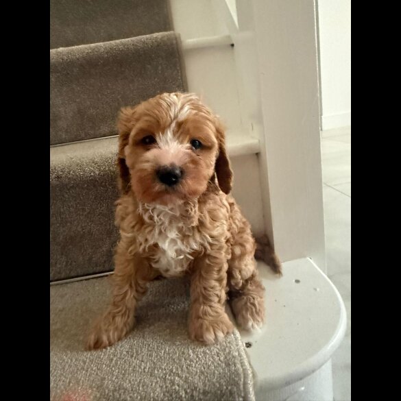 Cavapoo