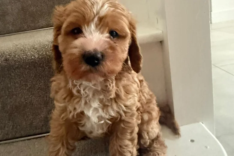 Cavapoo