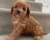 Cavapoo