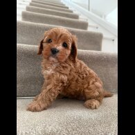 Cavapoo
