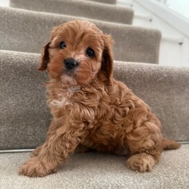 Cavapoo