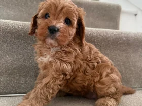 Cavapoo