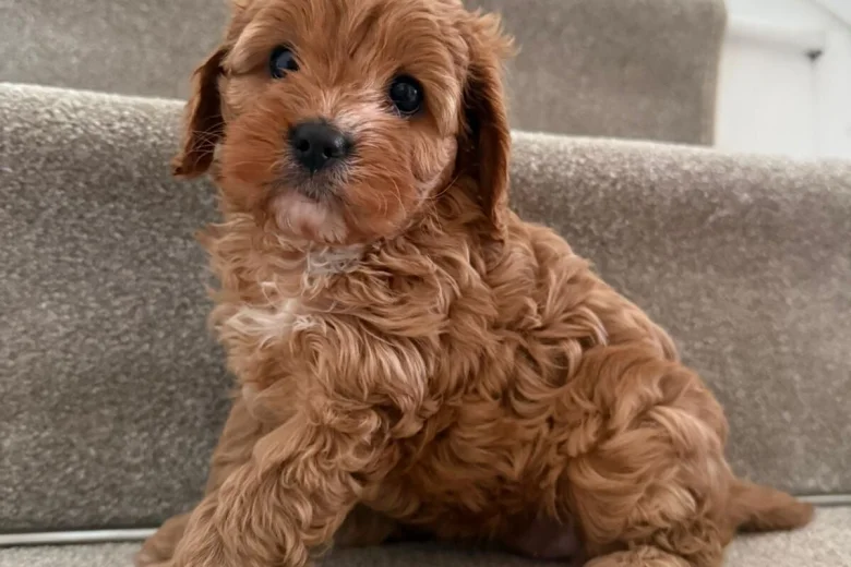 Cavapoo