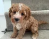 Cavapoo