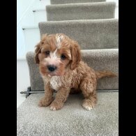 Cavapoo