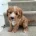 Cavapoo
