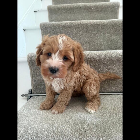 Cavapoo