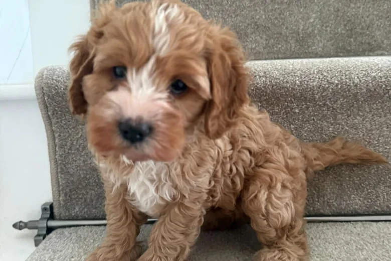 Cavapoo