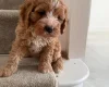 Cavapoo