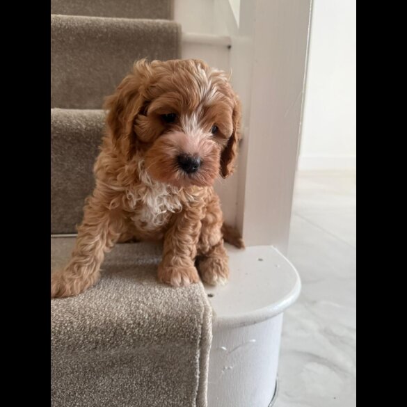 Cavapoo