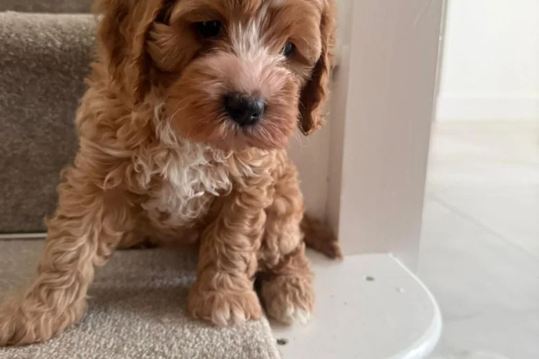 Cavapoo