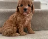 Cavapoo