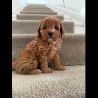 Cavapoo