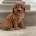 Cavapoo