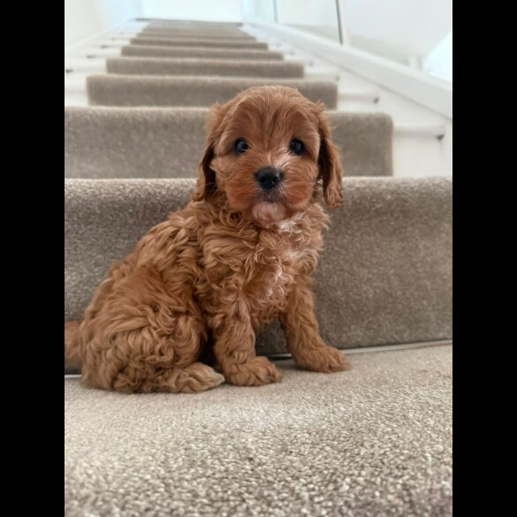 Cavapoo