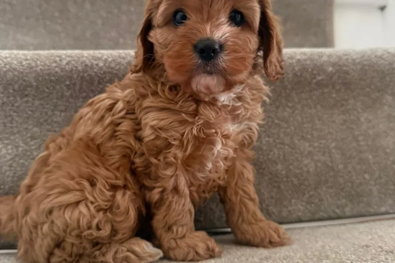 Cavapoo