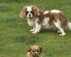 Cavapoo