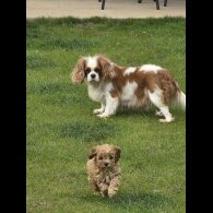 Cavapoo